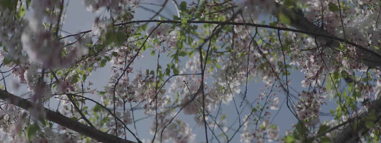The tree is in bloom
