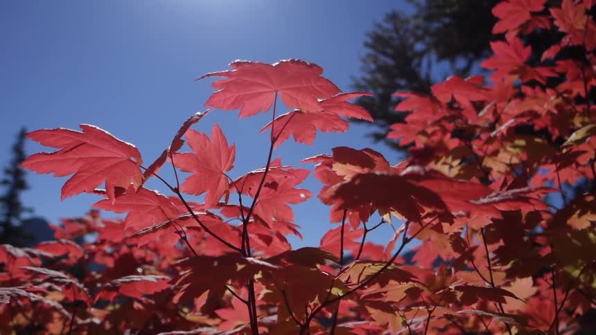 Red autumn leaves against a bright blue sky