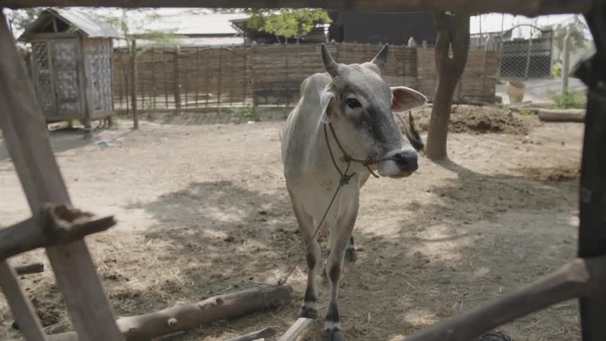 A goat grazes in a gated pen