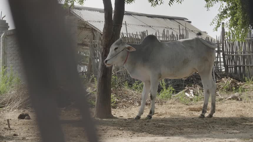An animal stands in a pasture
