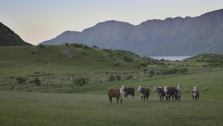 Cows stand watchfully in a field