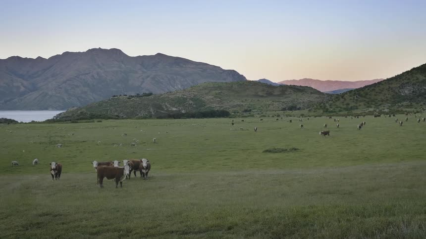 Cattle graze in the grassland at dusk