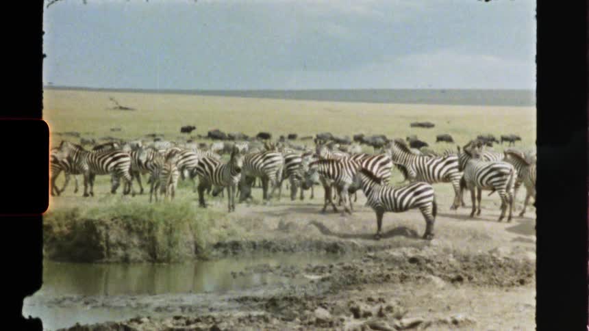 A herd of zebra are grazing on the grass