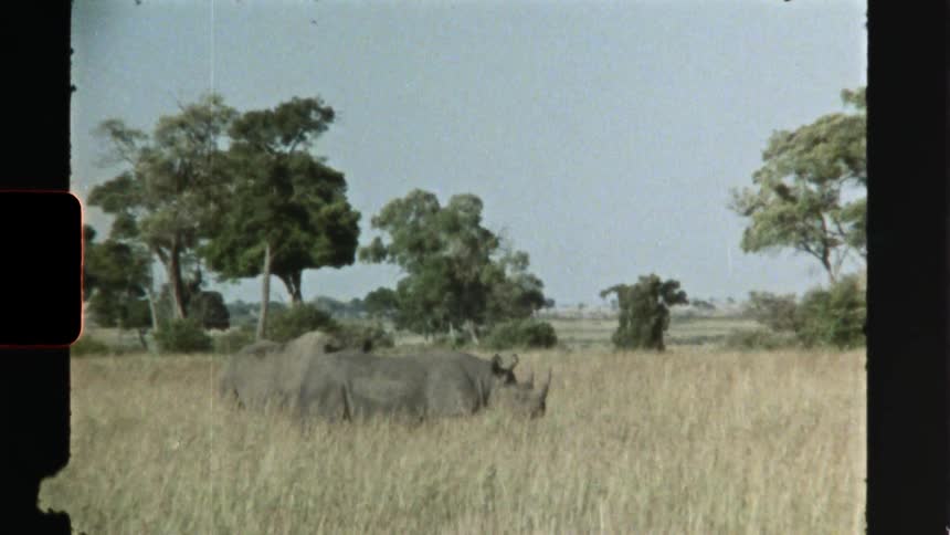 Rhinos walking in a field