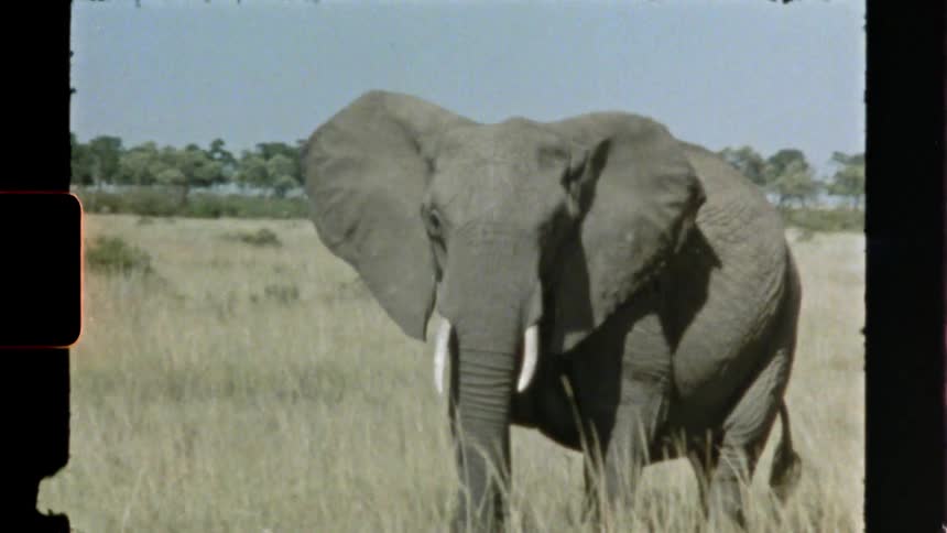 Herd of elephants roaming african savannah caught on vintage film