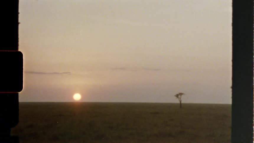 The sun rises over a grassy plain with a lone tree