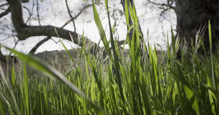 Tall grass grows in a field below a tree with flowering branches