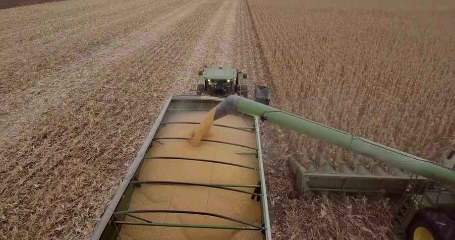 Combine harvester cutting the plant separating the seed from the stem and cleaning the grain moves across a cornfield
