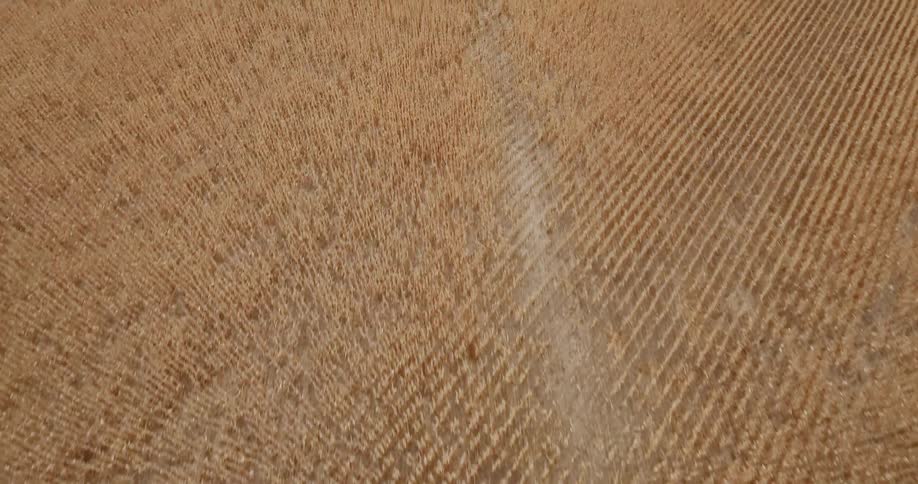 A partially plowed wheat field