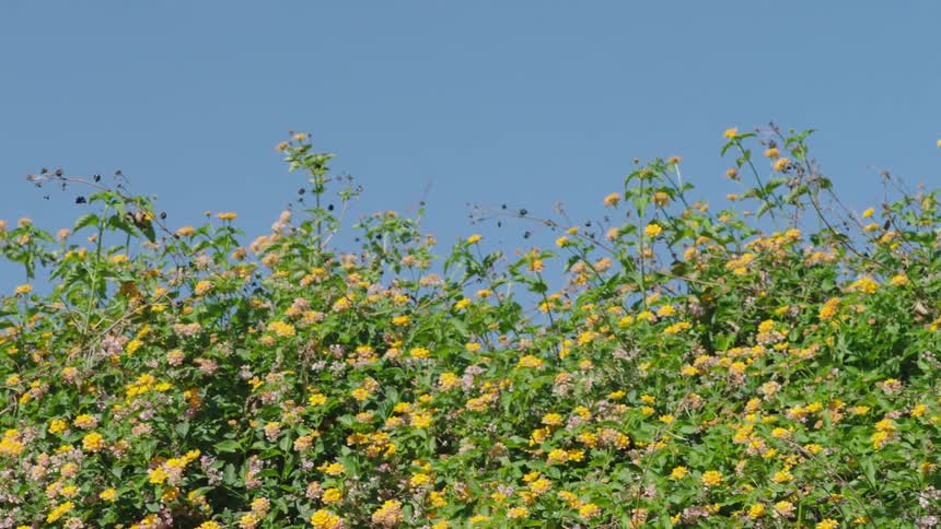 A bird flies over the yellow flowers