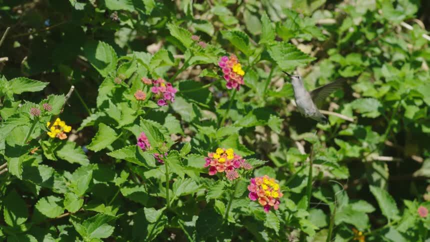 A hummingbird sucks nectar from a flower in a bush