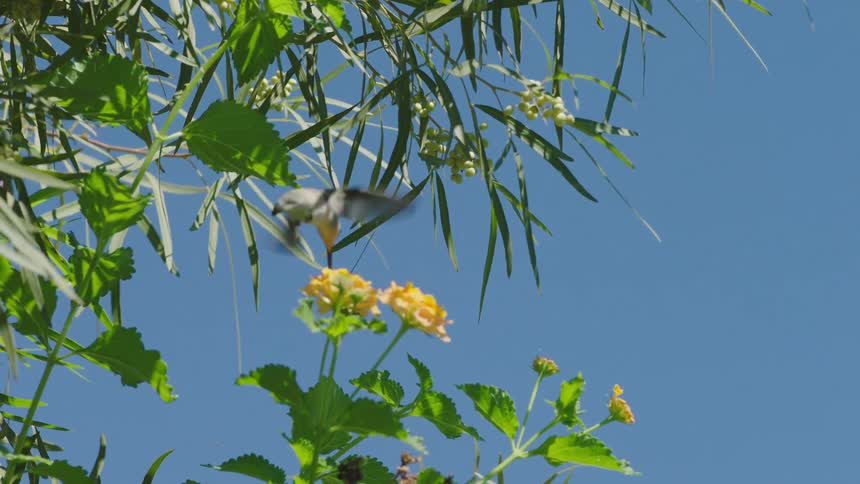 A bird drinking from a flower