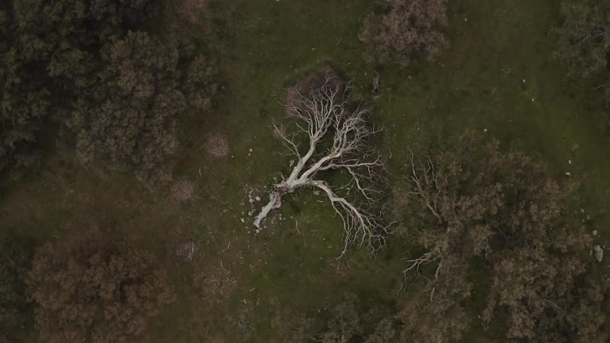 A fallen tree rests on its side