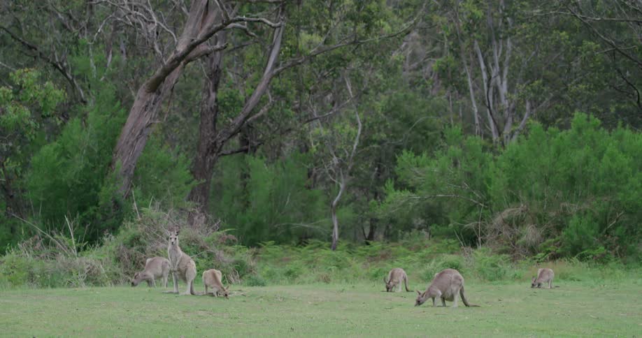 Kangaroos graze in the green field
