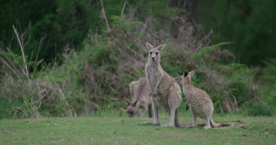A trio of kangaroos grazing on a grassland