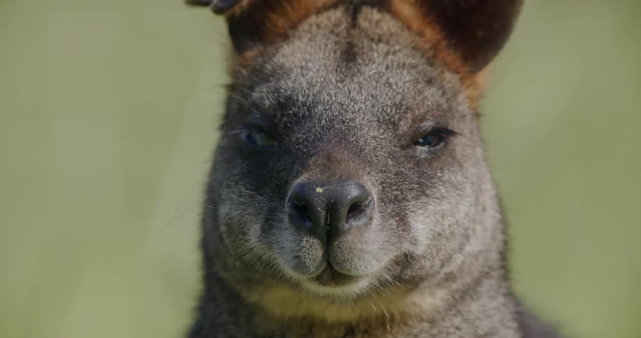 Close up of kangaroo face standing in the grass at day