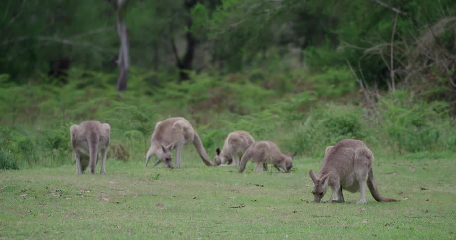 A group of kangaroos graze on grass near forest