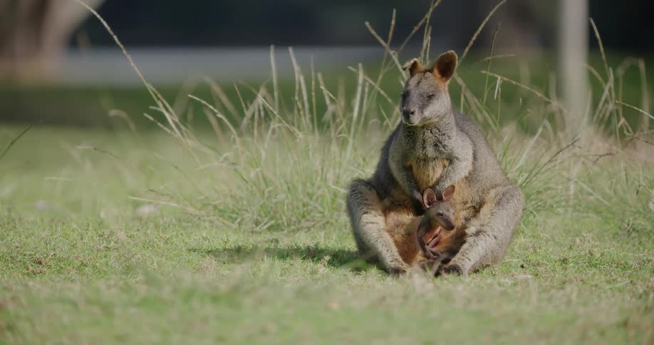 A close up of a kangaroo and a joey