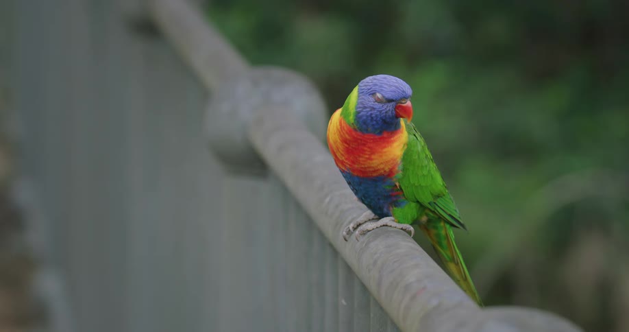 The bird is standing