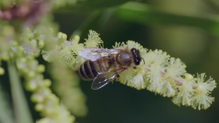 A bee walks on a flowering branch then lets go