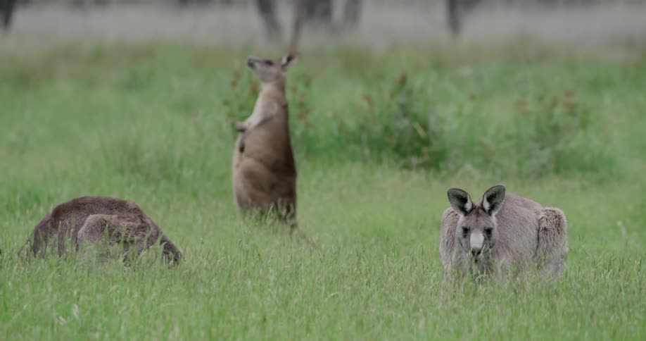 Kangaroos relax in the grass