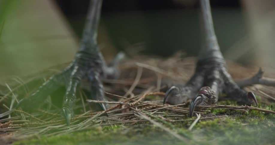 A bird standing outside