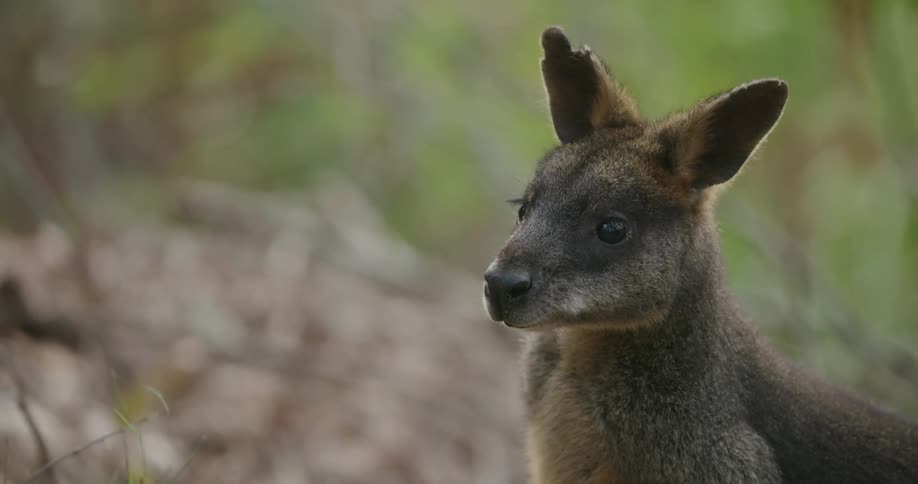 The kangaroo sits quietly