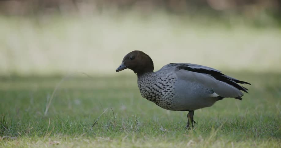 A duck walks through grass