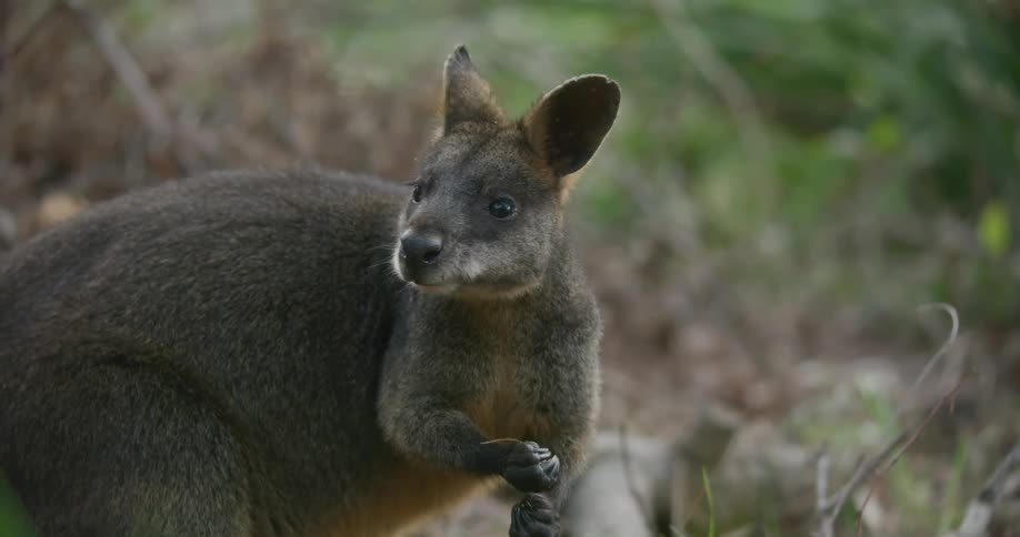 A kangaroo eating in a field