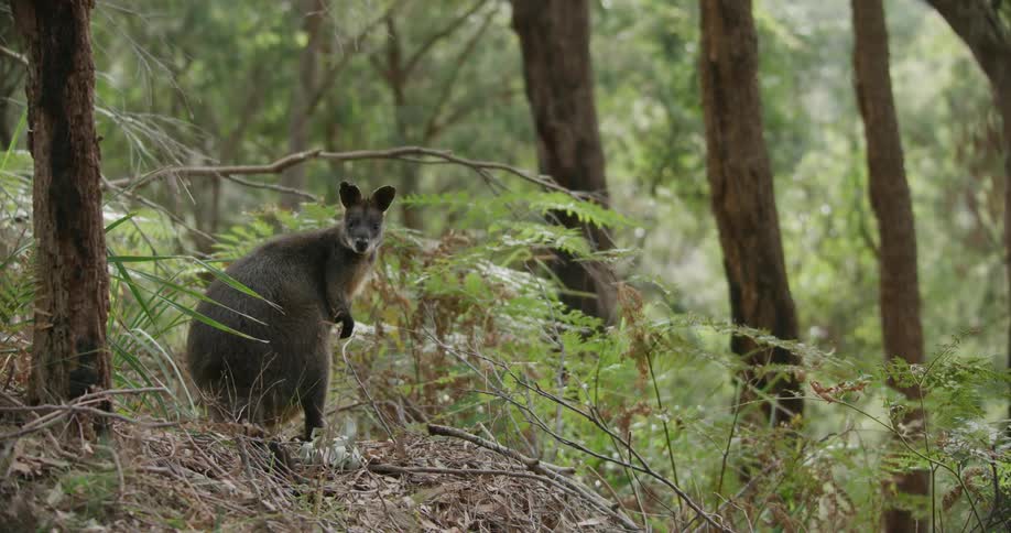 A kangaroo stands still in a forest