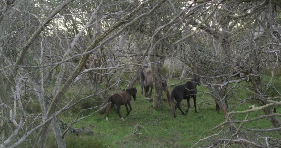 Horses walking in a field