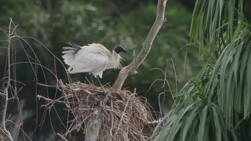 A bird picks up a twig to build its nest