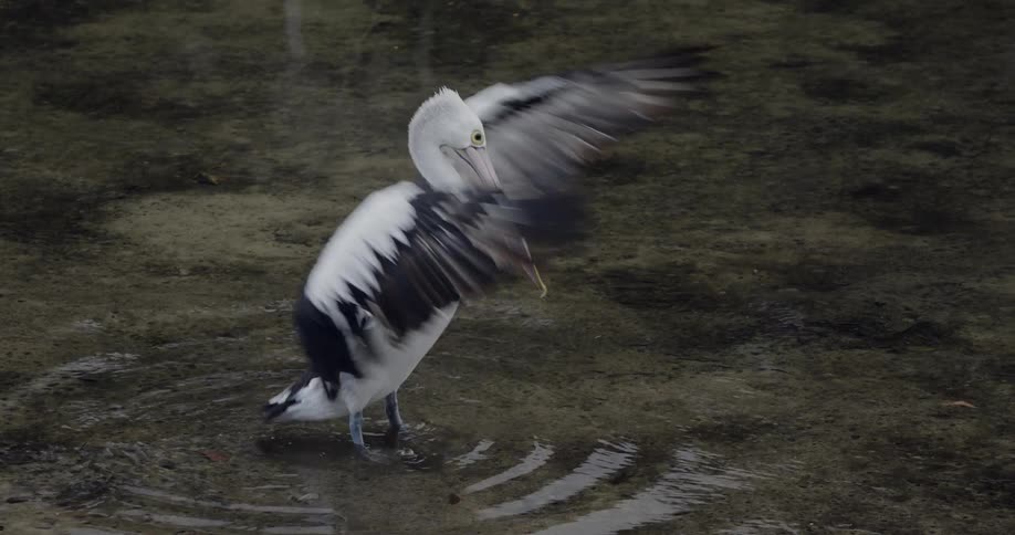 Wading bird spreads its wings and flaps them as it studies the water