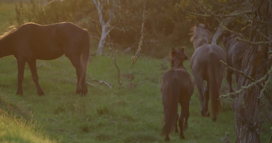 Horses walking and grazing in a field