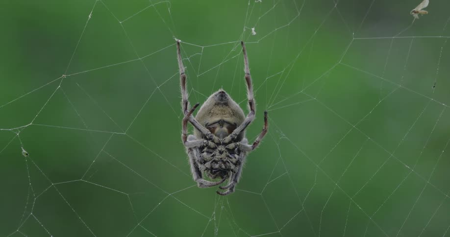 A close up of a spider on a web