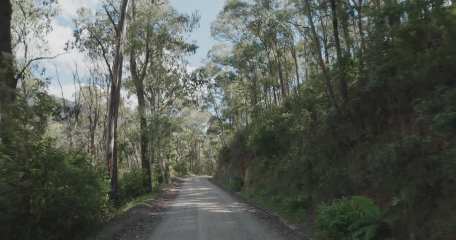 A road goes through a forest