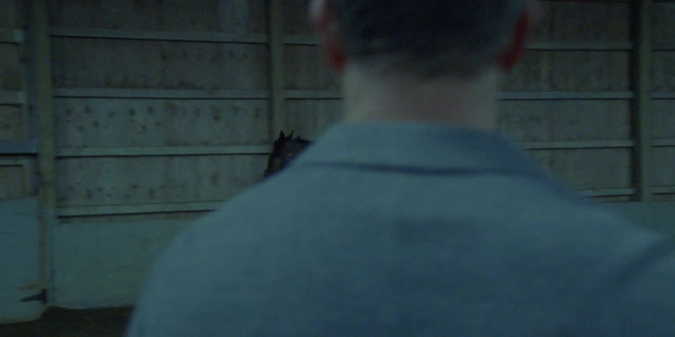 A horse runs back and forth