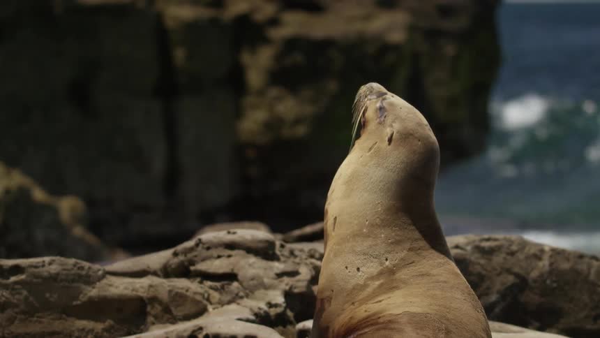 A sea lion basks in the sun on the shoreline
