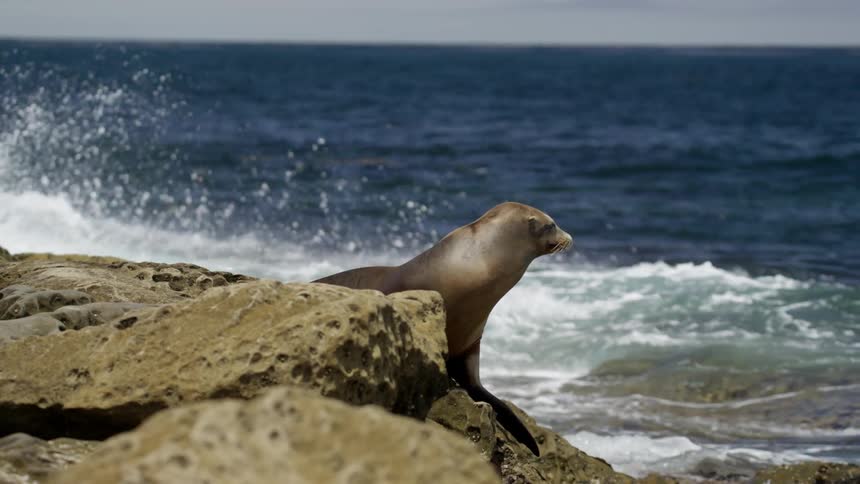 A sea lion is sitting on a rock looking at the ocean