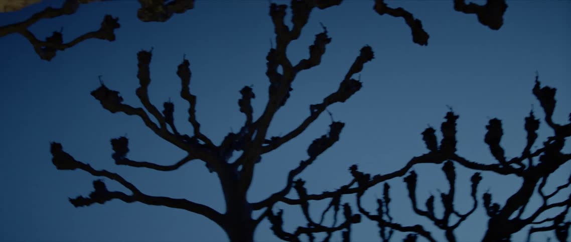 Worms eye view of the top of trees