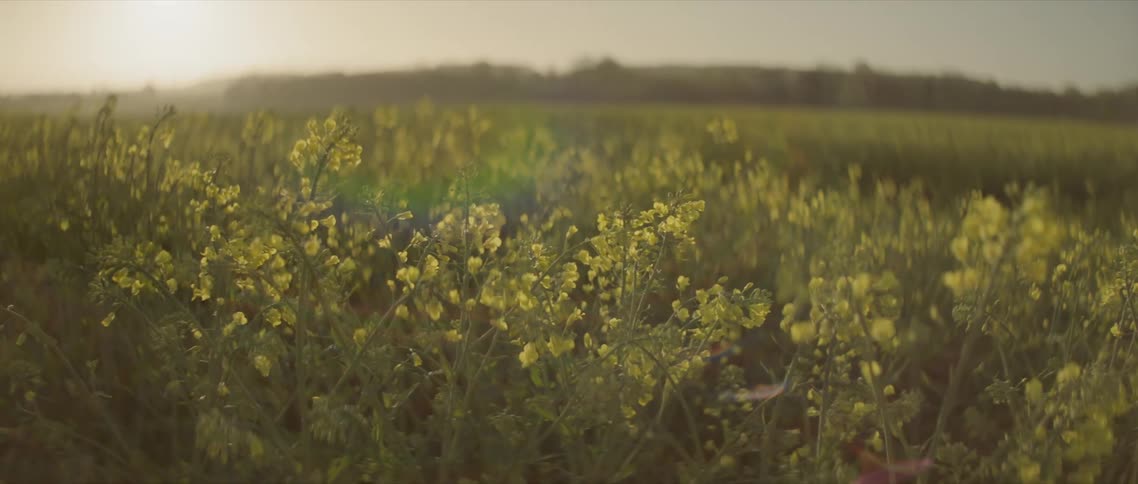 Flowers on a prairies