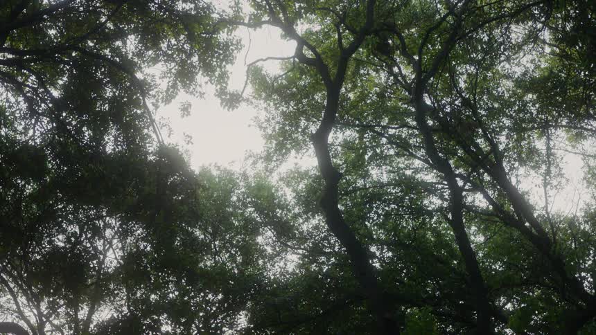 The branches of the tree swing gently in the wind
