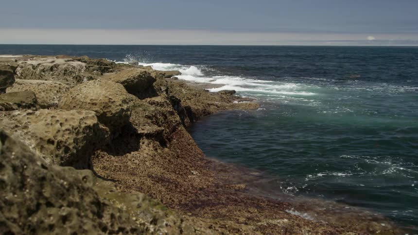 Seals On Coast