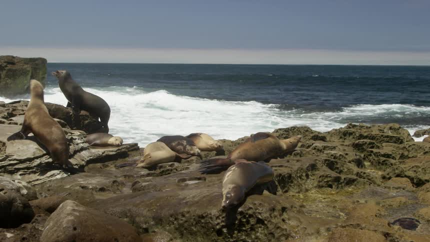 Seals are walking and sleeping on rocks by the shore
