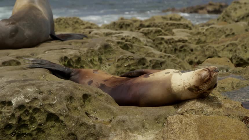 A sea lion sunbathes on rocks