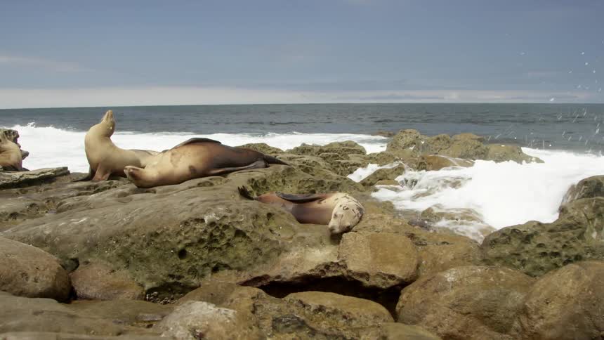 Sea lions basking on rocks