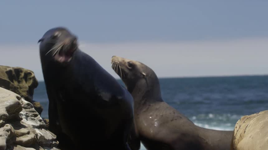 Two sea lions barking on a rocky beach