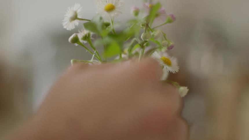 Woman puts daisies in a vase