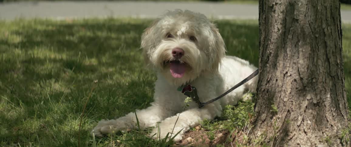 A white dog laying in grass next to a tree