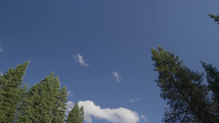 Trees are motionless on a sunny day with white clouds in the sky